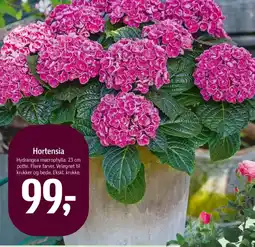 Føtex Hortensia tilbud