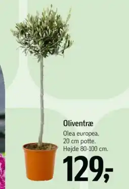 Føtex Oliventræ tilbud