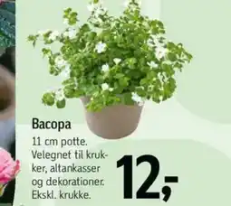 Føtex Bacopa tilbud