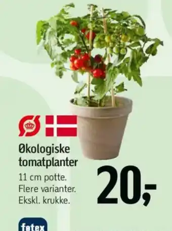 Føtex Økologiske tomatplanter tilbud