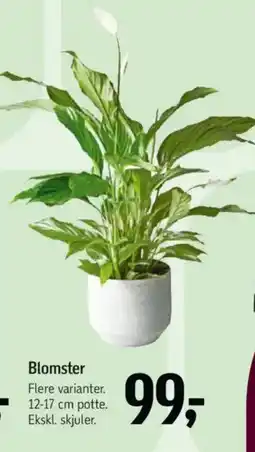 Føtex Blomster tilbud
