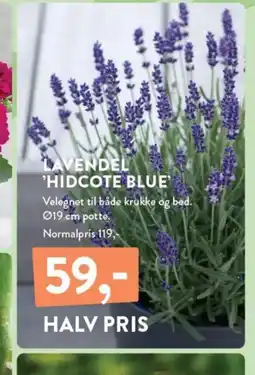 Plantorama LAVENDEL 'HIDCOTE BLUE tilbud