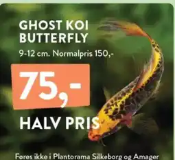 Plantorama GHOST KOI BUTTERFLY tilbud
