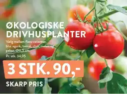 Plantorama ØKOLOGISKE DRIVHUSPLANTER tilbud
