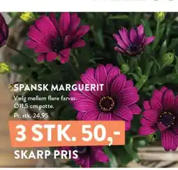 Plantorama >SPANSK MARGUERIT tilbud