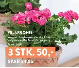Plantorama PELARGONIE tilbud