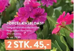 Plantorama PORCELÆNSBLOMST tilbud
