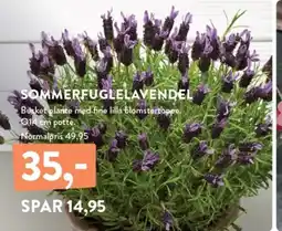 Plantorama SOMMERFUGLELAVENDEL tilbud