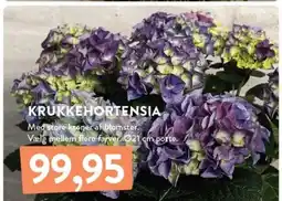 Plantorama KRUKKEHORTENSIA tilbud