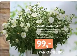 Plantorama SOMMERAMPLER tilbud