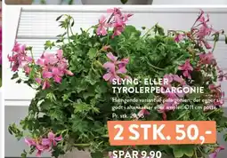 Plantorama SLYNG ELLER TYROLERPELARGONIE tilbud