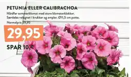 Plantorama PETUNIA ELLER CALIBRACHOA tilbud