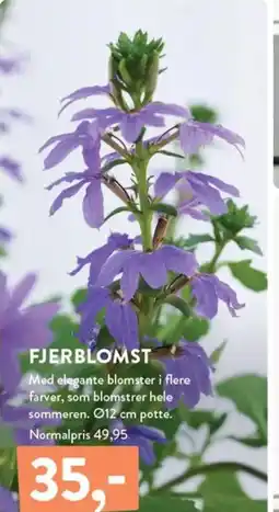 Plantorama FJERBLOMST tilbud