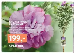 Plantorama KRUKKETRÆER PÅ STAMME tilbud