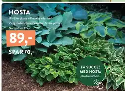 Plantorama HOSTA tilbud