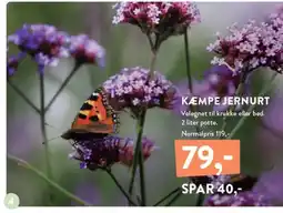Plantorama KÆMPE JERNURT Velegnet til krukke eller bed. 2 liter potte. tilbud