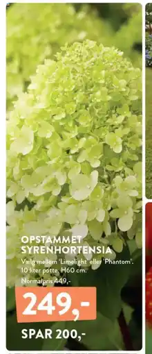 Plantorama OPSTAMMET SYRENHORTENSIA tilbud