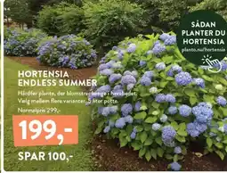 Plantorama HORTENSIA ENDLESS SUMMER tilbud