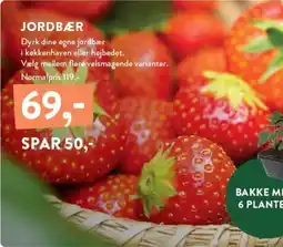 Plantorama JORDBÆR tilbud
