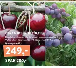 Plantorama PYRAMIDEFRUGTTRÆER tilbud