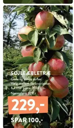 Plantorama SØJLEÆBLETRÆ Gode og sunde sorter. tilbud