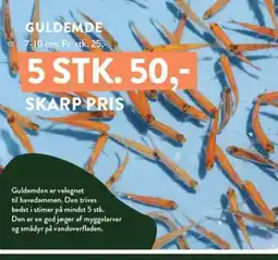 Plantorama GULDEMDE tilbud