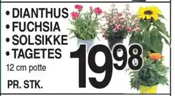 ABC Lavpris • DIANTHUS • FUCHSIA • SOLSIKKE ⚫TAGETES tilbud