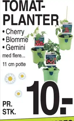 ABC Lavpris TOMAT- PLANTER tilbud