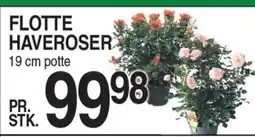 ABC Lavpris FLOTTE HAVEROSER tilbud