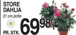 ABC Lavpris STORE DAHLIA tilbud
