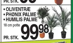 ABC Lavpris ⚫ OLIVENTRÆ •PHONIX PALME • HUMILIS PALME 18 cm potte tilbud
