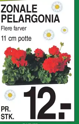 ABC Lavpris ZONALE PELARGONIA tilbud