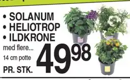 ABC Lavpris • SOLANUM • HELIOTROP ⚫ ILDKRONE tilbud