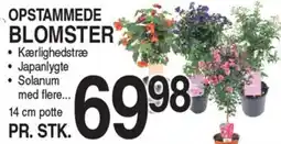 ABC Lavpris OPSTAMMEDE BLOMSTER ⚫ Kærlighedstræ Japanlygte Solanum med flere... tilbud