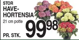 ABC Lavpris STOR HAVE- HORTENSIA potte tilbud
