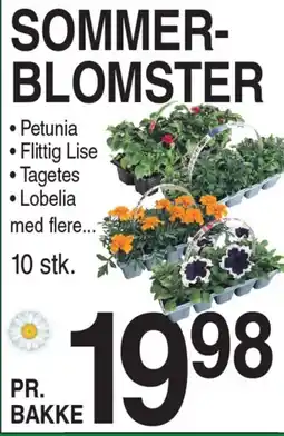 ABC Lavpris SOMMER- BLOMSTER tilbud