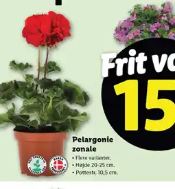 Lidl Pelargonie zonale tilbud