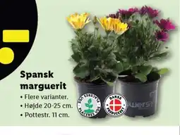 Lidl Spansk marguerit Flere varianter. tilbud