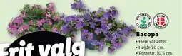 Lidl Bacopa tilbud