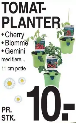 ABC Lavpris TOMATPLANTER Cherry, Blomme eller Gemini tilbud