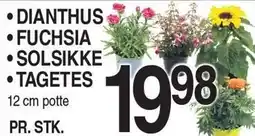 ABC Lavpris DIANTHUS, FUCHSIA, SOLSIKKE ELLER TAGETES tilbud