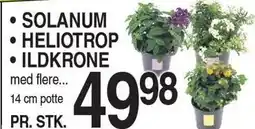 ABC Lavpris SOLANUM, HELIOTROP ELLER ILDKRONE tilbud