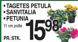 ABC Lavpris TAGETES PETULA, SANVITALIA ELLER PETUNIA tilbud
