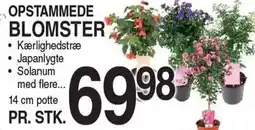 ABC Lavpris Opstammede Blomster tilbud