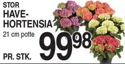 ABC Lavpris Havehortensia tilbud