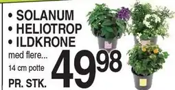 ABC Lavpris Blomster tilbud