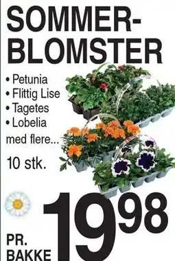 ABC Lavpris Sommerblomster tilbud