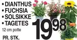 ABC Lavpris Blomster tilbud