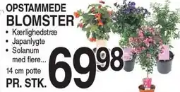 ABC Lavpris Opstammede Blomster tilbud