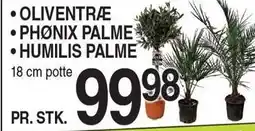 ABC Lavpris Oliventræ - Phønix palme - Humilis palme tilbud